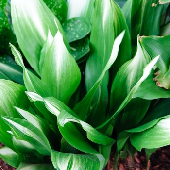 Aspidistra elatior 'Sekko Kan' 