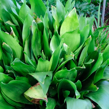 Aspidistra elatior 'Bubba'