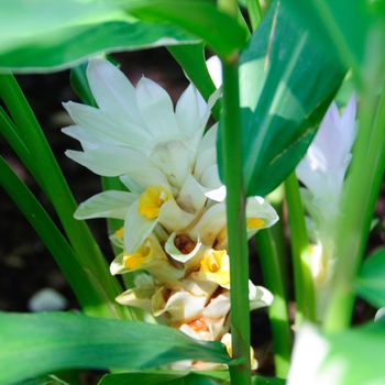 Alpinia formosana