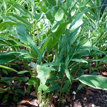 Alpinia formosana