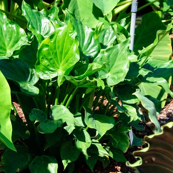 Alocasia cucullata 'Yellow Tail'