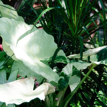 Alocasia macrorrhiza 'Variegata'