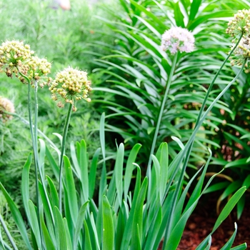 Allium 'Quattro'