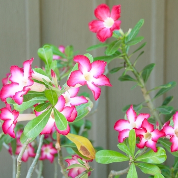 Adenium obesum 'Picotee' 