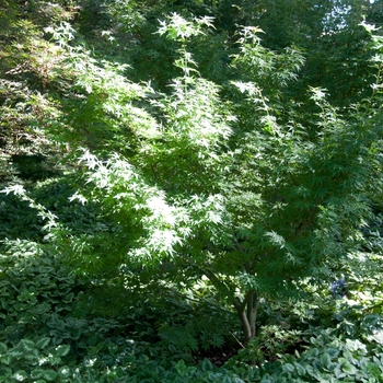 Acer palmatum 'Wilson' Pink Dwarf'