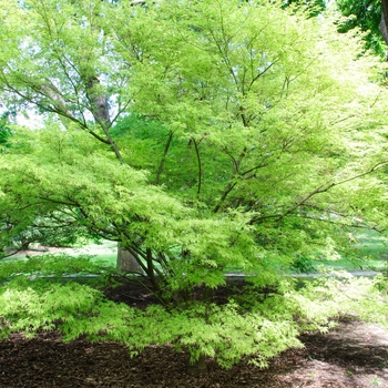 Acer palmatum var. dissectum 'Seiryu (Green Dragon)'