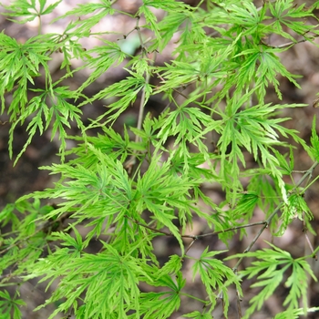 Acer palmatum var. dissectum 'Seiryu (Green Dragon)' (112660)