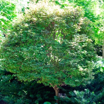 Acer palmatum 'Ruslyn in the Pink' 