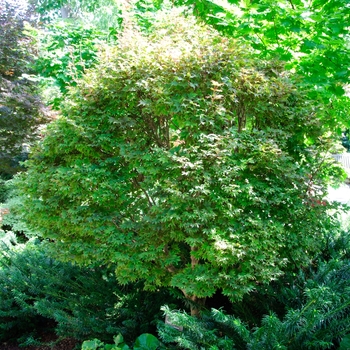 Acer palmatum 'Ruslyn in the Pink'