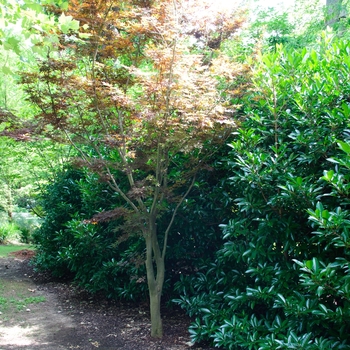 Acer palmatum 'Nuresagi' 