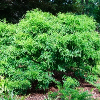 Acer buergerianum 'Mino yatsubusa'