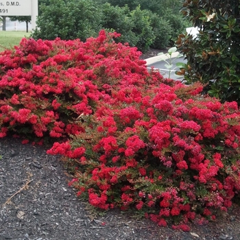 Lagerstroemia indica 'Sacramento' 