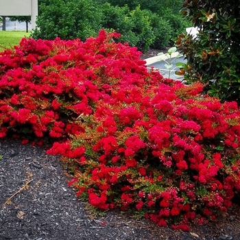 Lagerstroemia indica 'June Marie' 