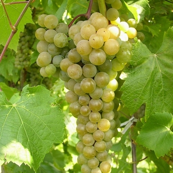 Vitis 'La Crescent' 