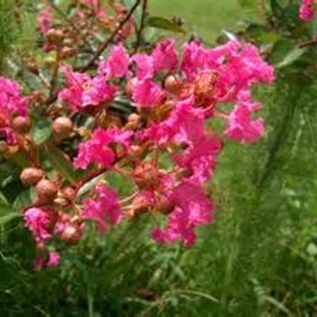 Lagerstroemia indica 'World's Fair' 