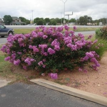 Lagerstroemia indica 'Cordon Bleu' 