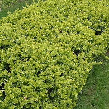 Berberis thunbergii 'Gold Rush' 