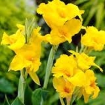 Canna 'Banana Punch' 