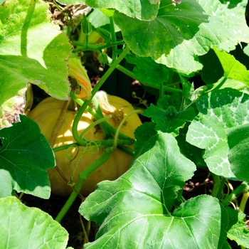 Cucurbita moschata 'Fairytale' 