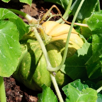 Cucurbita moschata 'Fairytale'