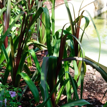 Crinum 'Sangria' 