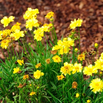 Coreopsis 'Lauren' 