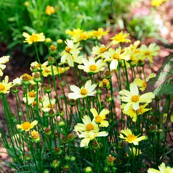 Coreopsis 'Lemon' 'Probcorcol'