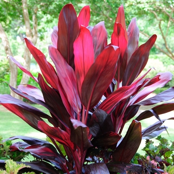 Cordyline fruticosa 'Red Bull'