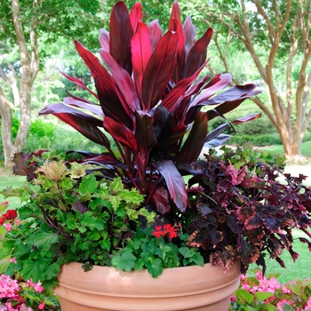 Cordyline fruticosa 'Red Bull' 