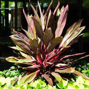 Cordyline fruticosa 'Cuero' 