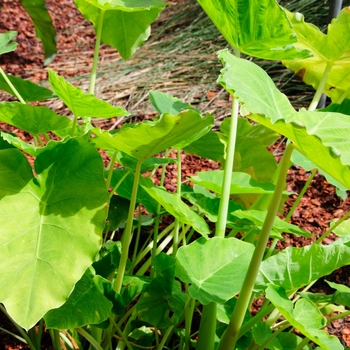 Colocasia gigantea 'Survivor'