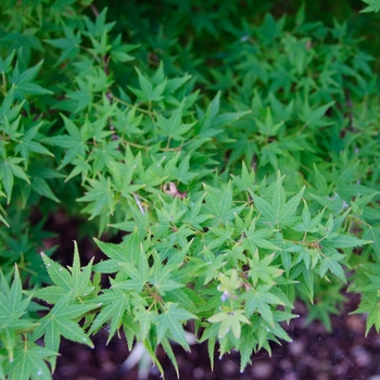 Acer palmatum 'Hanami Nishiki' 