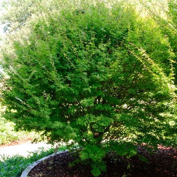 Acer palmatum 'Hanami Nishiki'