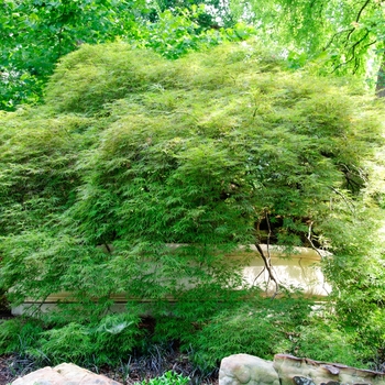 Acer palmatum var. dissectum 'Dissectum Atropurpureum' 