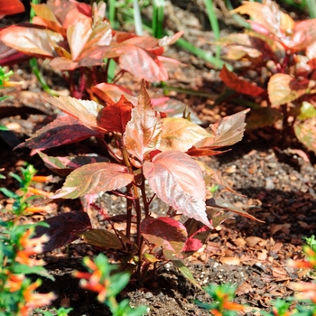 Acalypha wilkesiana 'Bronze Pink' 