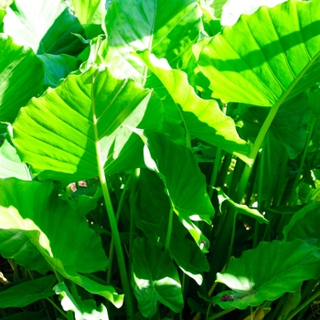 Alocasia odora 'California' 