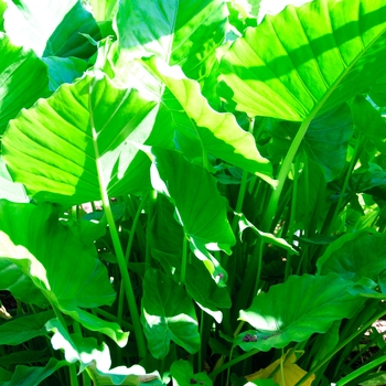 Alocasia odora 'California'