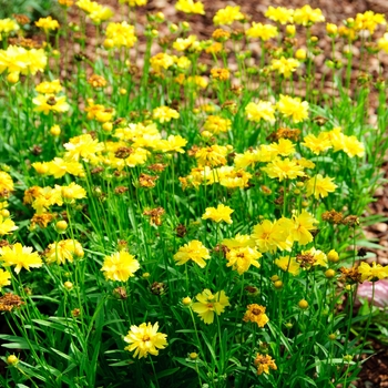 Coreopsis 'Leading Lady Charlize'