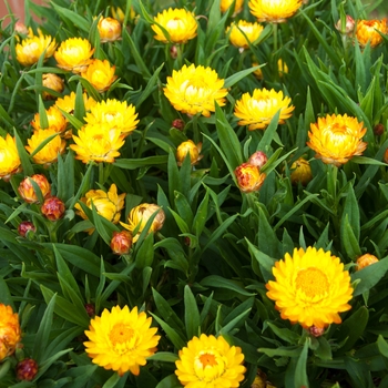 Bracteantha bracteata Cottage™ 'Yellow' Strawflower from Garden Center ...