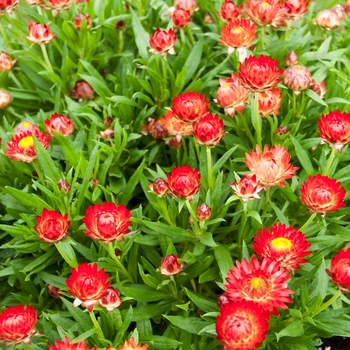 Bracteantha bracteata Cottage™ 'Bronze' (112817)
