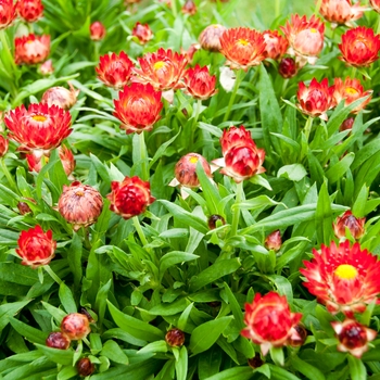 Bracteantha bracteata Cottage™ 'Bronze' (112818)