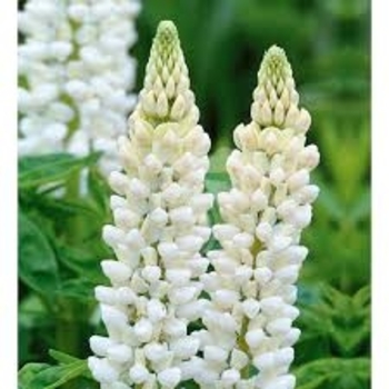 Lupinus polyphyllus 'Noble Maiden' 