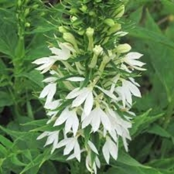 Lobelia cardinalis 'Alba' 