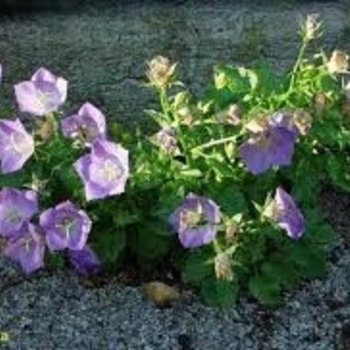 Campanula carpatica 'Blue Uniform' 