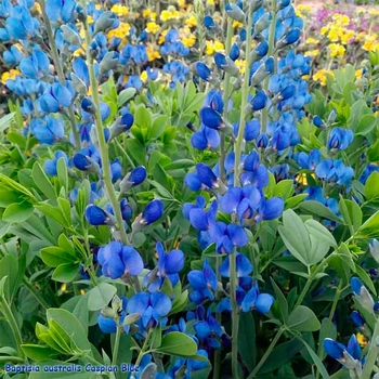 Baptisia australis 'Caspian Blue' 