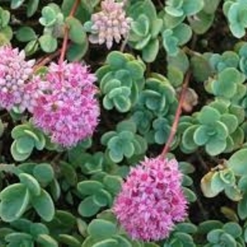 Sedum ewersii