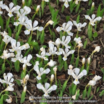 Iris cristata 'Tennessee White' 