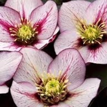 Helleborus 'Pink Fizz' 