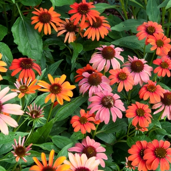 Echinacea purpurea 'Warm Color Shades' (112921)