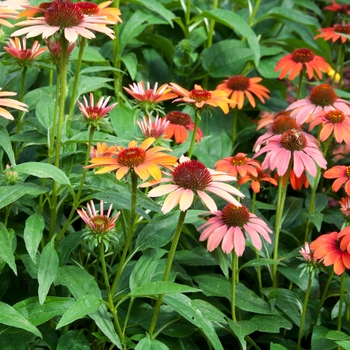 Echinacea purpurea 'Warm Color Shades' (112922)